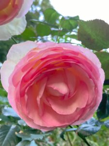 ferienhof ohlenbusch worpswede grundstueck blumen 066