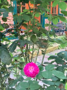 ferienhof ohlenbusch worpswede grundstueck blumen 067
