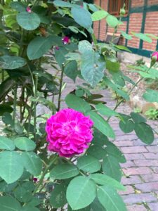 ferienhof ohlenbusch worpswede grundstueck blumen 068