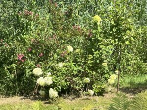 ferienhof ohlenbusch worpswede grundstueck garten 016