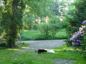 ferienhof ohlenbusch worpswede grundstueck tiere 003
