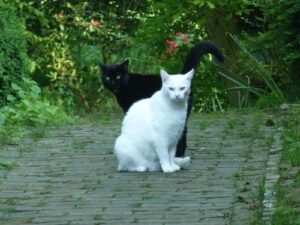 ferienhof ohlenbusch worpswede grundstueck tiere 004