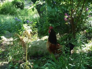 ferienhof ohlenbusch worpswede grundstueck tiere 005