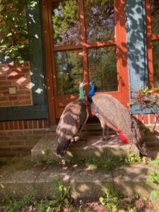 ferienhof ohlenbusch worpswede grundstueck tiere 006