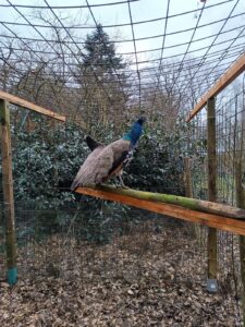 ferienhof ohlenbusch worpswede grundstueck tiere 009