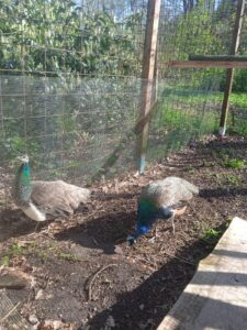 ferienhof ohlenbusch worpswede grundstueck tiere 011