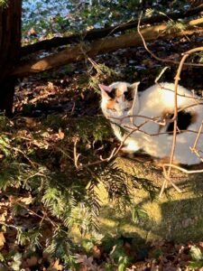 ferienhof ohlenbusch worpswede grundstueck tiere 012