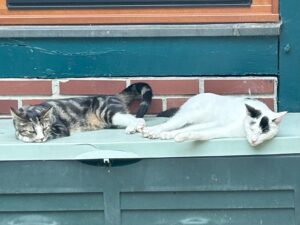 ferienhof ohlenbusch worpswede grundstueck tiere 014