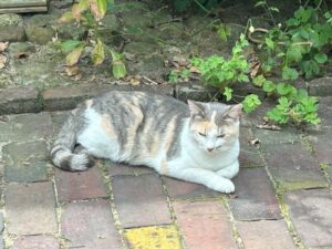 ferienhof ohlenbusch worpswede grundstueck tiere 015