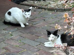 ferienhof ohlenbusch worpswede grundstueck tiere 016