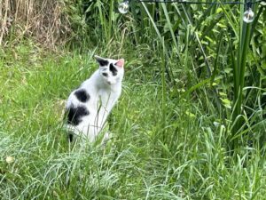 ferienhof ohlenbusch worpswede grundstueck tiere 020