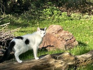 ferienhof ohlenbusch worpswede grundstueck tiere 022