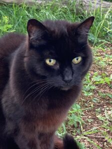 ferienhof ohlenbusch worpswede grundstueck tiere 023