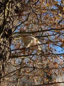 ferienhof ohlenbusch worpswede grundstueck tiere 025