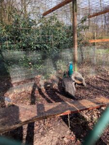 ferienhof ohlenbusch worpswede grundstueck tiere 026