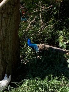 ferienhof ohlenbusch worpswede grundstueck tiere 027