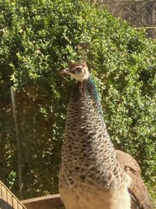 ferienhof ohlenbusch worpswede grundstueck tiere 028