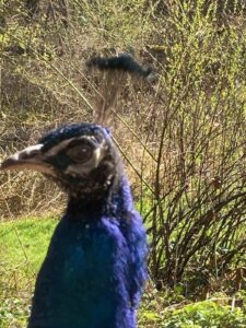 ferienhof ohlenbusch worpswede grundstueck tiere 029