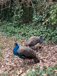 ferienhof ohlenbusch worpswede grundstueck tiere 031