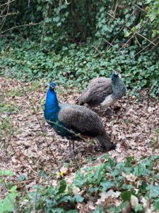 ferienhof ohlenbusch worpswede grundstueck tiere 032