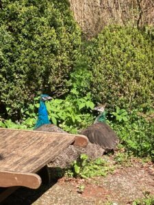 ferienhof ohlenbusch worpswede grundstueck tiere 033