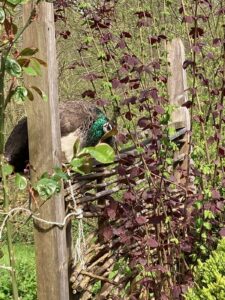 ferienhof ohlenbusch worpswede grundstueck tiere 034