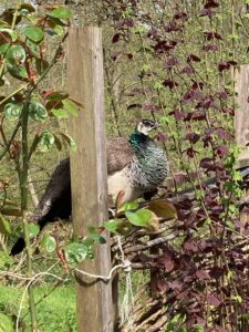 ferienhof ohlenbusch worpswede grundstueck tiere 035