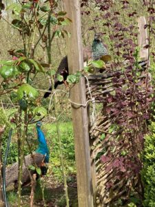 ferienhof ohlenbusch worpswede grundstueck tiere 037