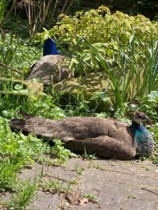 ferienhof ohlenbusch worpswede grundstueck tiere 038