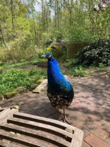 ferienhof ohlenbusch worpswede grundstueck tiere 039