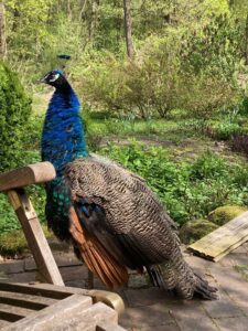 ferienhof ohlenbusch worpswede grundstueck tiere 040