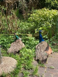 ferienhof ohlenbusch worpswede grundstueck tiere 041