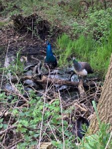 ferienhof ohlenbusch worpswede grundstueck tiere 043
