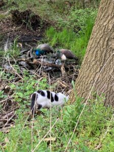 ferienhof ohlenbusch worpswede grundstueck tiere 044