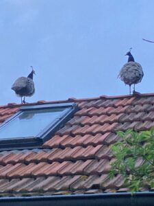 ferienhof ohlenbusch worpswede grundstueck tiere 045