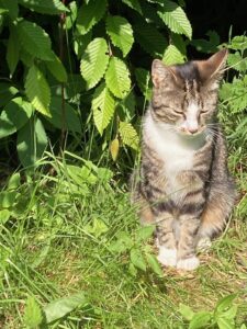 ferienhof ohlenbusch worpswede grundstueck tiere 047