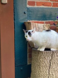 ferienhof ohlenbusch worpswede grundstueck tiere 048