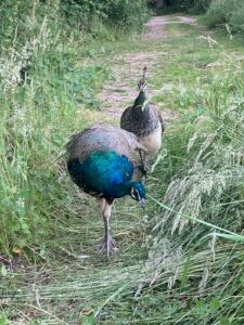 ferienhof ohlenbusch worpswede grundstueck tiere 051