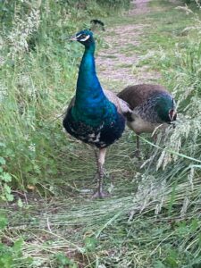 ferienhof ohlenbusch worpswede grundstueck tiere 052