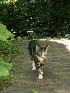 ferienhof ohlenbusch worpswede grundstueck tiere 055
