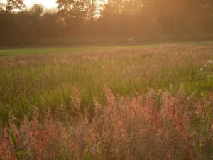 ferienhof ohlenbusch worpswede landschaft 019