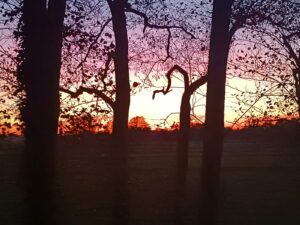 ferienhof ohlenbusch worpswede landschaft 028