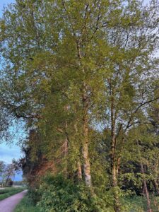 ferienhof ohlenbusch worpswede landschaft 092