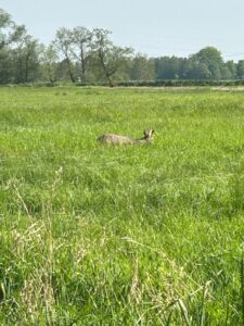 ferienhof ohlenbusch worpswede landschaft 095