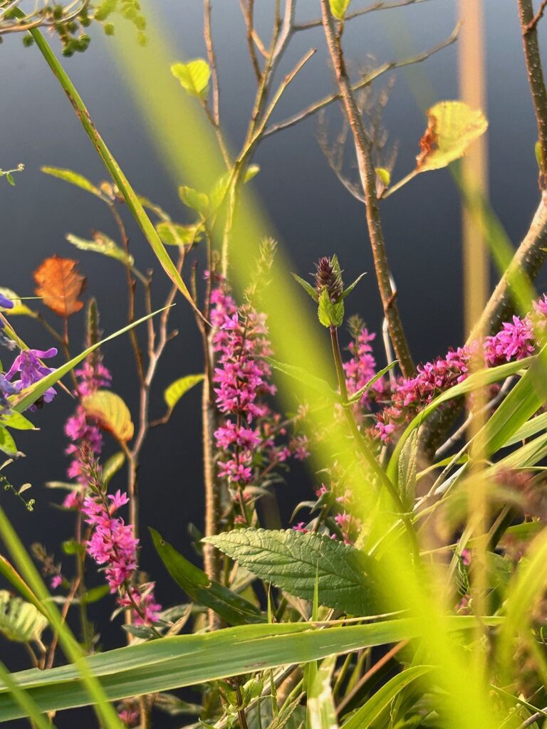 Rosa blühende Wildpflanzen und grüne Gräser am Ufer eines Gewässers in der Natur rund um Worpswede