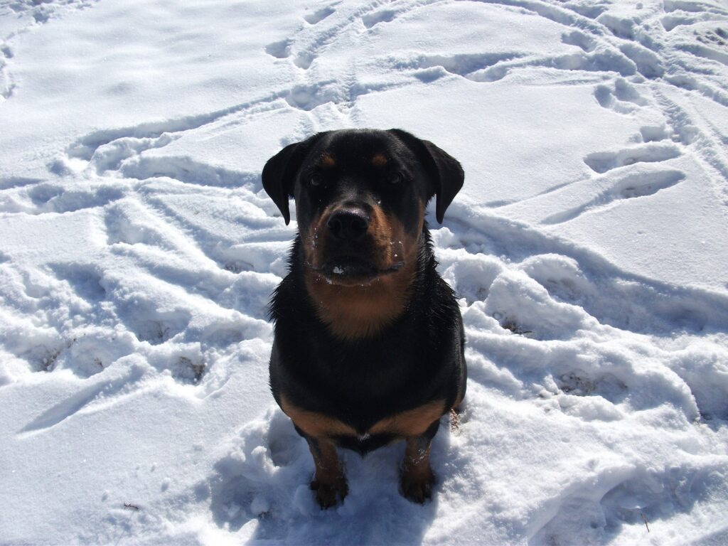 Ein schwarz-brauner Hund sitzt im weißen Schnee und blickt direkt in die Kamera.
